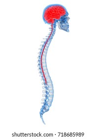 Medically Accurate 3d Rendering Of A Human Brain And Spine