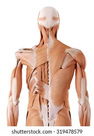 medically accurate anatomy illustration - back
