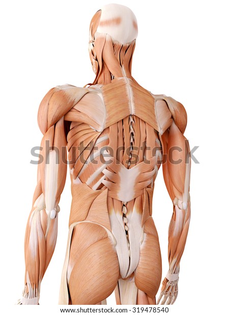 医学的に正確な解剖図 背筋 のイラスト素材