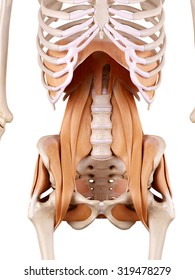 Medically Accurate Anatomy Illustration - Hip Muscles