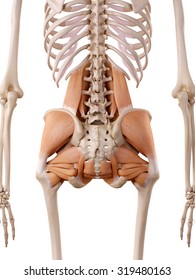 medically accurate anatomy illustration - hip muscles