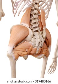 Medically Accurate Anatomy Illustration - Hip Muscles