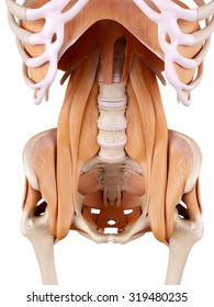 Medically Accurate Anatomy Illustration - Hip Muscles