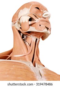 Medically Accurate Anatomy Illustration - Neck Muscles