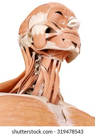 Medically Accurate Anatomy Illustration - Neck Muscles