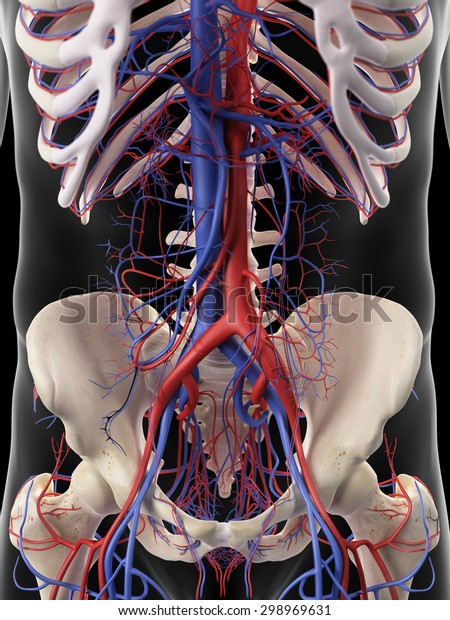 Medically Accurate Illustration Abdominal Arteries Veins Stock ...