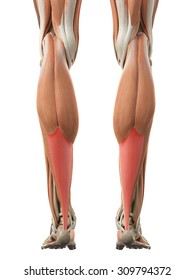 medically accurate illustration of the achilles tendon
