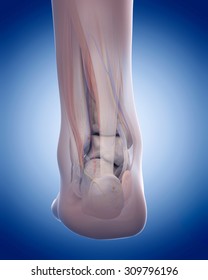 Achilles Tendon High Res Stock Images Shutterstock