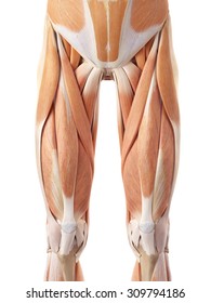 Thigh Muscle Images Stock Photos Vectors Shutterstock