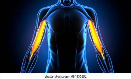 Medically Accurate Illustration Of The Biceps Brachii