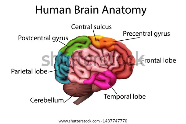 Medically Accurate Illustration Brain Anatomical Structure Stock ...