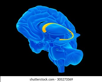 Medically Accurate Illustration Of The Caudate Nucleus