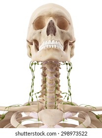 Cervical Lymph Nodes Images, Stock Photos & Vectors | Shutterstock