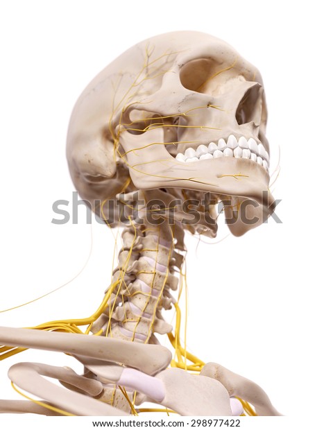 Medically Accurate Illustration Cervical Nerves Stock Illustration ...