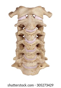 49,069 Vertebrae Images, Stock Photos & Vectors | Shutterstock