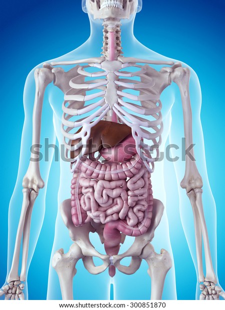 Medically Accurate Illustration Digestive System Stock Illustration ...