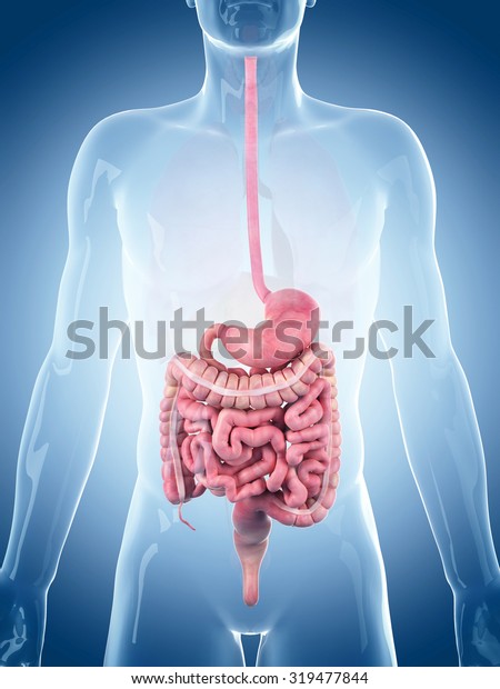 Medically Accurate Illustration Digestive System Stock Illustration ...