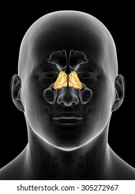 Medically Accurate Illustration Of The Ethmoid Sinus