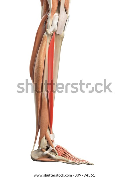 Medically Accurate Illustration Extensor Digitorum Longus Stock ...