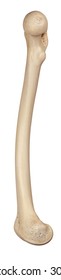 Medically Accurate Illustration Of The Femur