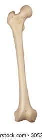 Medically Accurate Illustration Of The Femur