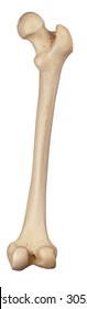 Medically Accurate Illustration Of The Femur