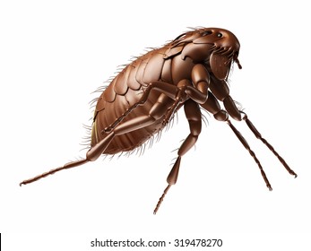 Medically Accurate Illustration Of A Flea