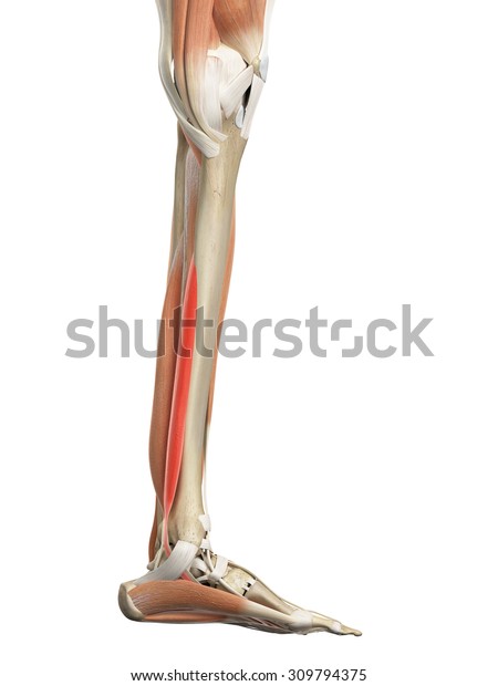 Medically Accurate Illustration Flexor Digitorum Longus Stock ...