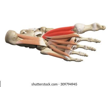 medically accurate illustration of the flexor hallucis brevis