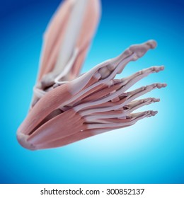 medically accurate illustration of the foot anatomy