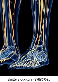 Medically Accurate Illustration Of The Foot Nerves