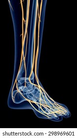 Medically Accurate Illustration Of The Foot Nerves