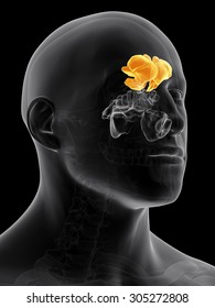 Medically Accurate Illustration Of The Frontal Sinus