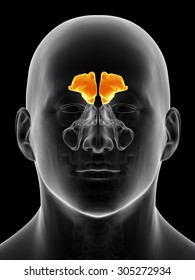 Medically Accurate Illustration Of The Frontal Sinus