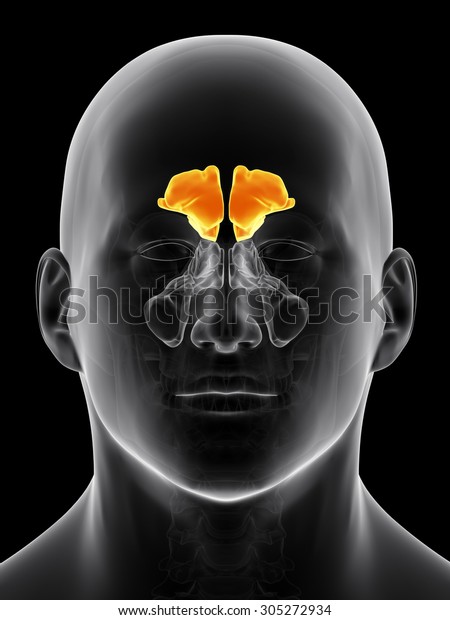 medically
accurate illustration of the frontal
sinus