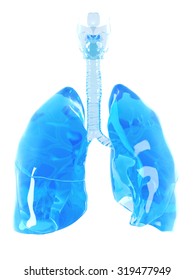 Medically Accurate Illustration Of A Glass Lung