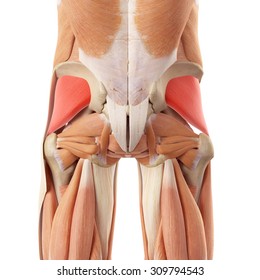 Hip Muscle High Res Stock Images Shutterstock