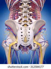 Medically Accurate Illustration Of The Hip Anatomy