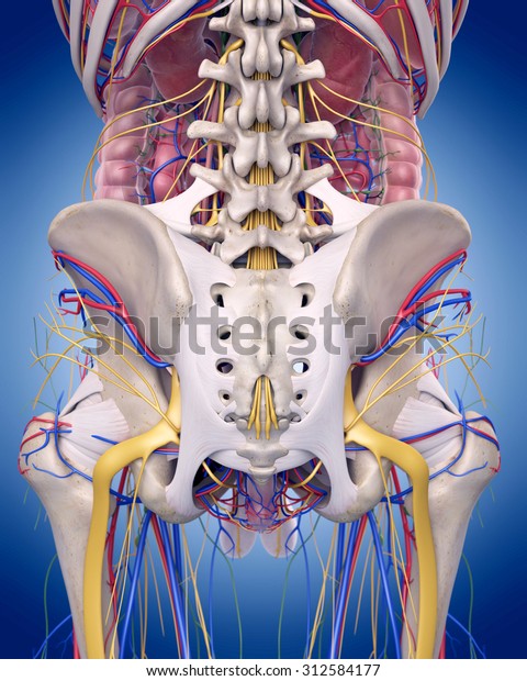 Medically Accurate Illustration Hip Anatomy Stock Illustration 312584177