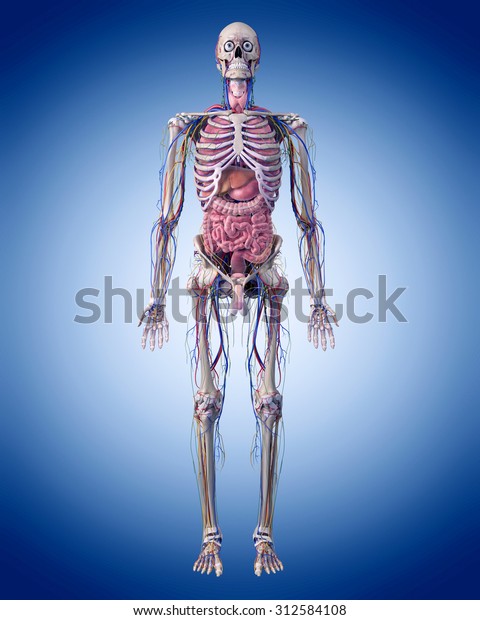 Medically Accurate Illustration Human Anatomy Stock Illustration 312584108