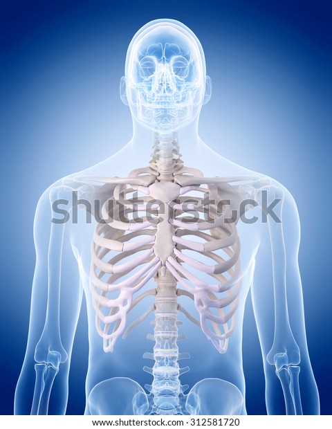 Medically Accurate Illustration Human Skeleton Rib Stock Illustration ...