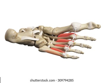 medically accurate illustration of the interosseous plantar