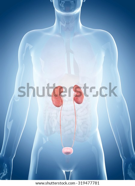 Medically Accurate Illustration Kidneys Stock Illustration 319477781