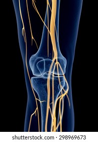 Medically Accurate Illustration Knee Nerves Stock Illustration ...