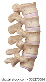 Medically Accurate Illustration Of The Lumbar Spine