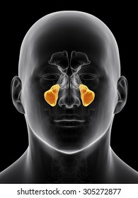 Medically Accurate Illustration Of The Maxillary Sinus