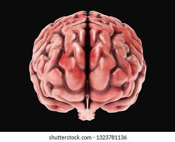 Medically accurate illustration of a realistic human brain. 3d rendering - Shutterstock ID 1323781136