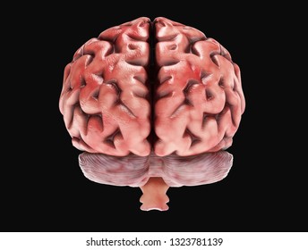 Medically accurate illustration of a realistic human brain. 3d rendering - Shutterstock ID 1323781139