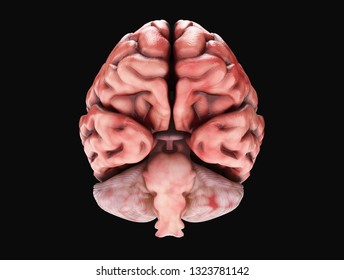 Medically accurate illustration of a realistic human brain. 3d rendering - Shutterstock ID 1323781142