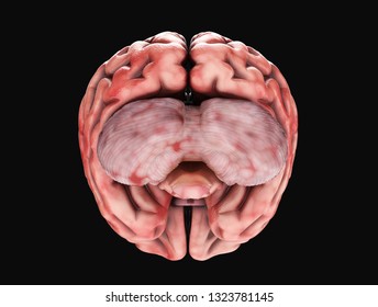 Medically accurate illustration of a realistic human brain. 3d rendering - Shutterstock ID 1323781145
